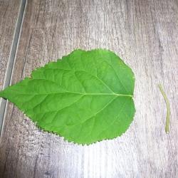 Karte mit Regenschirm Männchen aus Blatt selbst basteln Schritt 5