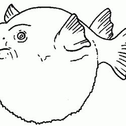 Malvorlage - Kugelfisch zum Ausmalen für Kinder